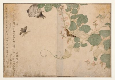 Wasps and hairy caterpillar, 1788 by Kitagawa Utamaro